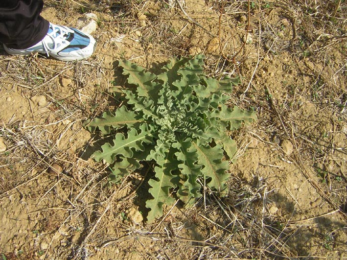 Verbascum sinuatum,  Dittrichia viscosa e...